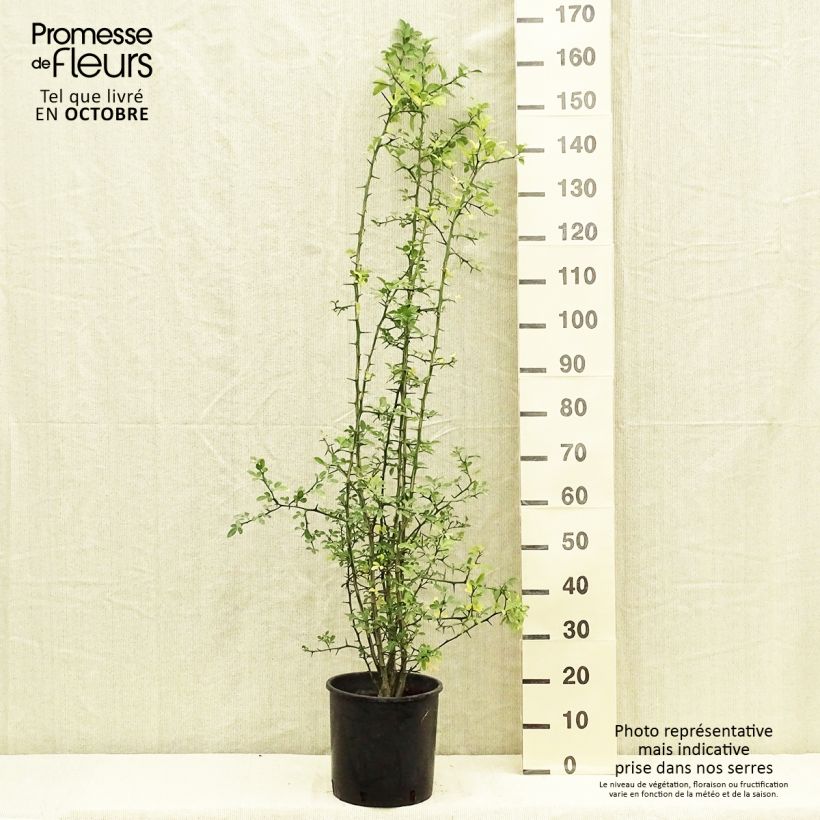 Exemplar von Dreiblättrige Orange - Poncirus trifoliata Topf mit 7,5L/10L wie im Herbst geliefert