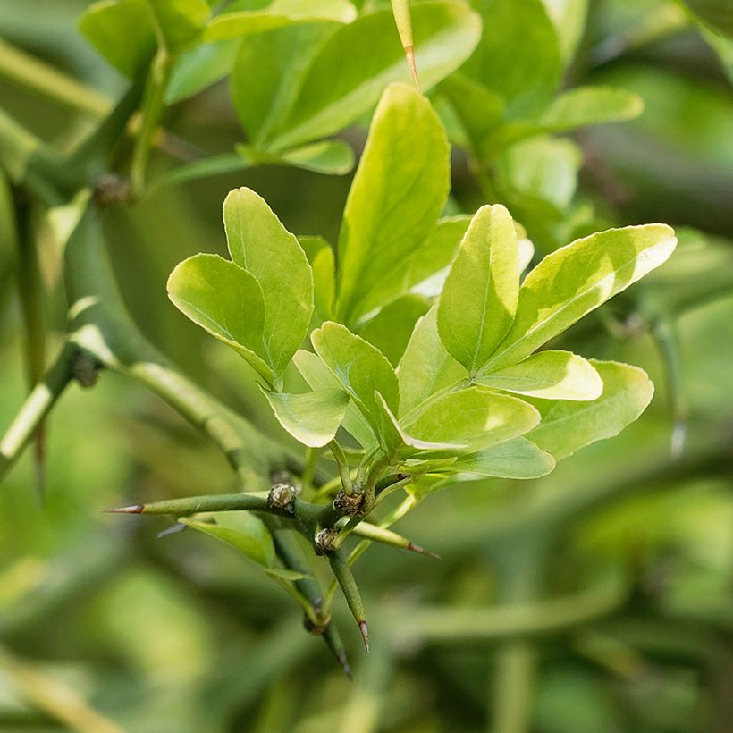 Dreiblättrige Orange Flying Dragon - Poncirus trifoliata (Laub)