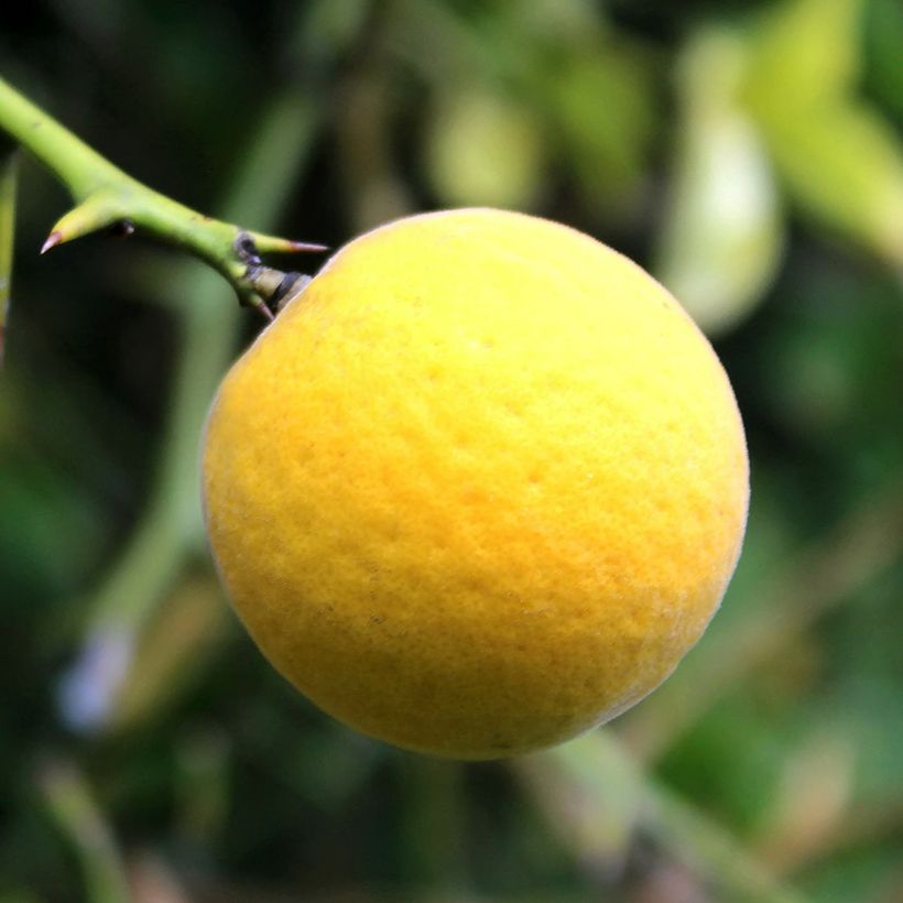 Dreiblättrige Orange Flying Dragon - Poncirus trifoliata (Ernte)