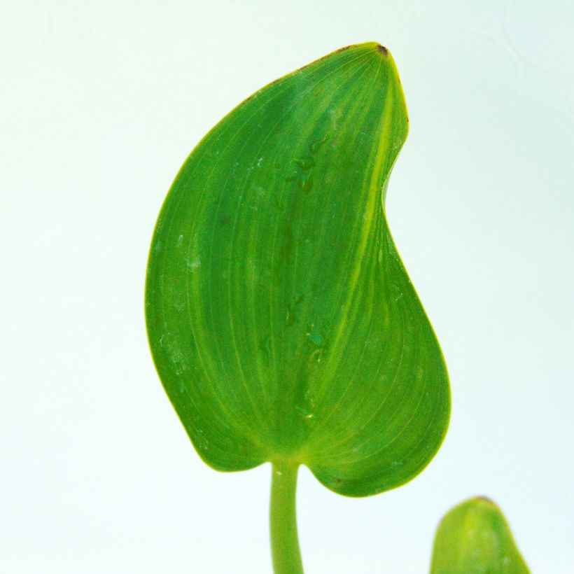 Pontederia cordata - Hechtkraut (Laub)