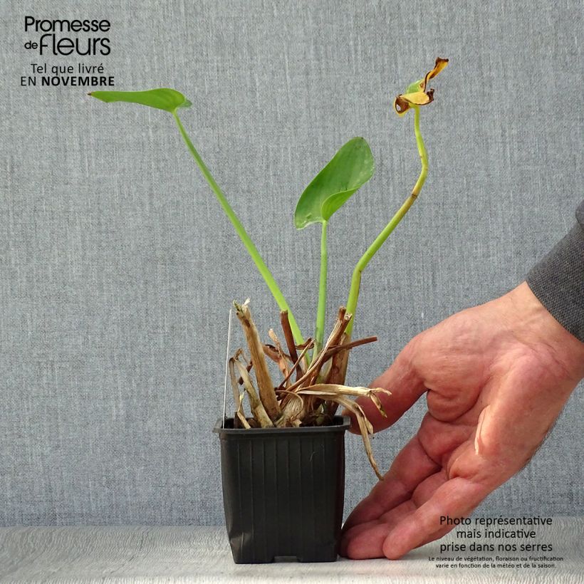 Exemplar von Pontederia cordata - Hechtkraut Kleine Töpfe von 8/9 cm wie im Herbst geliefert