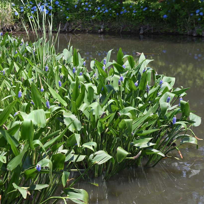 Pontederia cordata - Hechtkraut (Hafen)