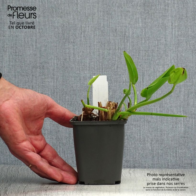 Exemplar von Pontederia cordata White Pike - Hechtkraut Kleine Töpfe von 8/9 cm wie im Herbst geliefert