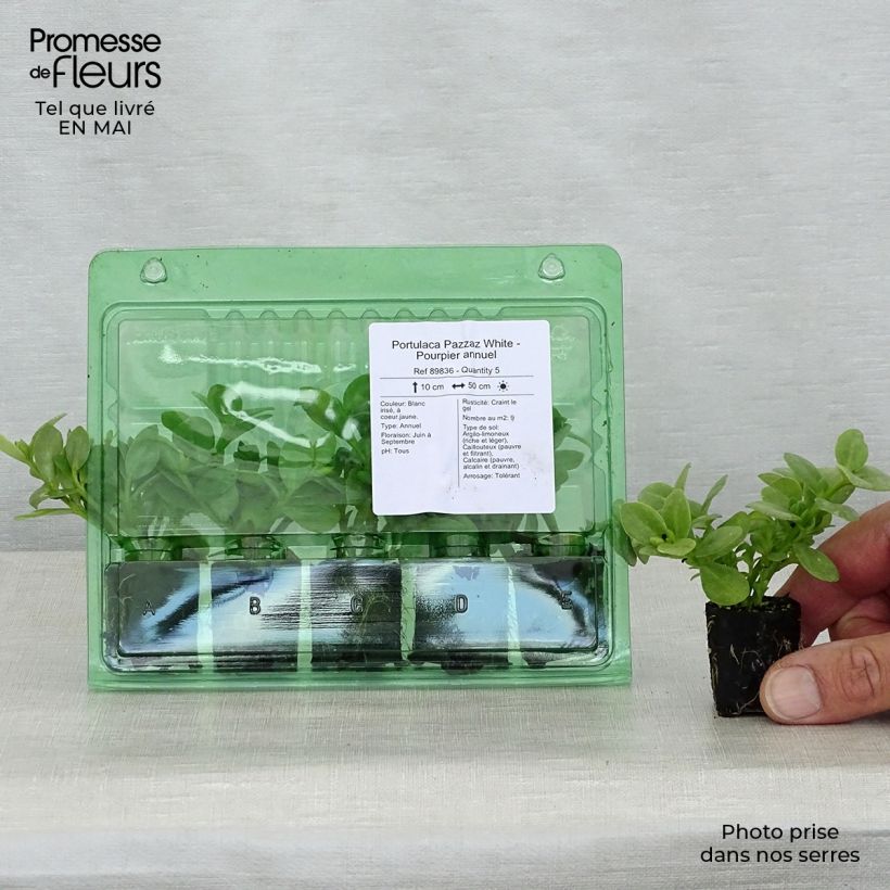 Exemplar von Portulak Pazzaz White - Portulaca Mini-Plug Ø 3/4 cm wie im Frühjahr geliefert