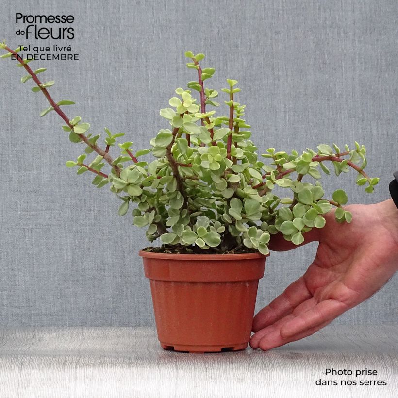 Exemplar von Portulacaria afra Variegata - Strauch-Portulak Topf 12 cm / 13 cm wie im Winter geliefert
