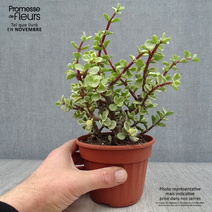 Exemplar von Portulacaria afra Variegata - Strauch-Portulak Topf 12 cm / 13 cm wie im Herbst geliefert