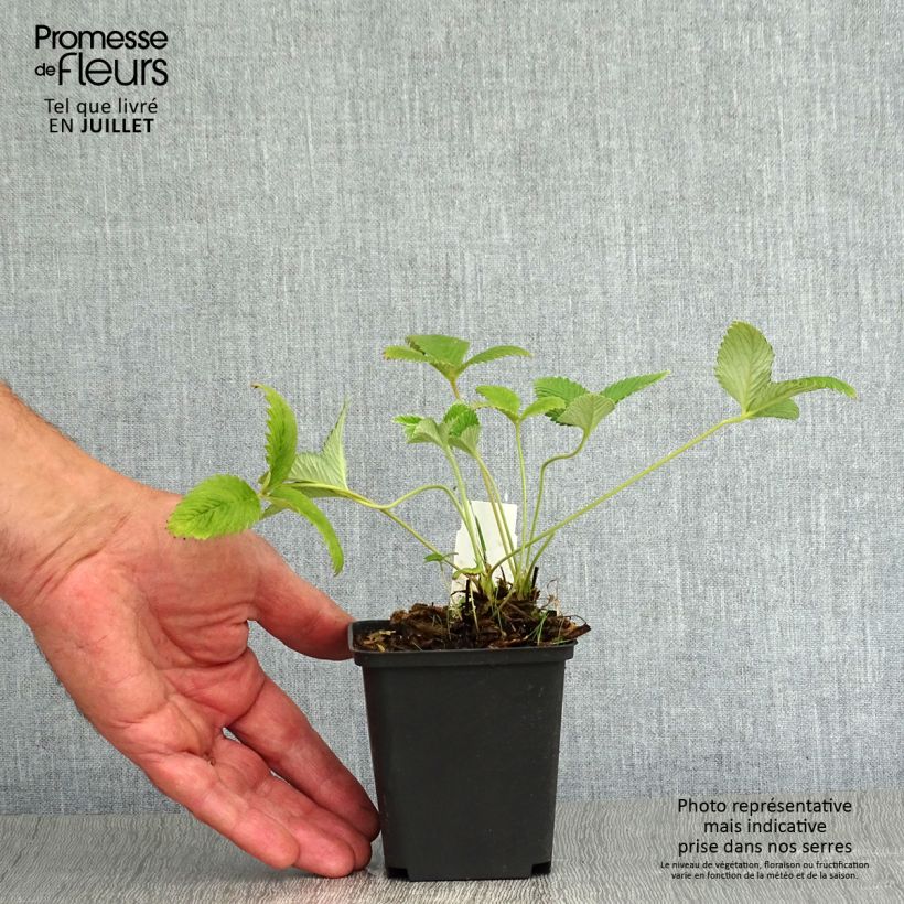 Exemplar von Potentilla Arc en Ciel - Gefülltes Fingerkraut Kleine Töpfe von 8/9 cm wie im Sommer geliefert