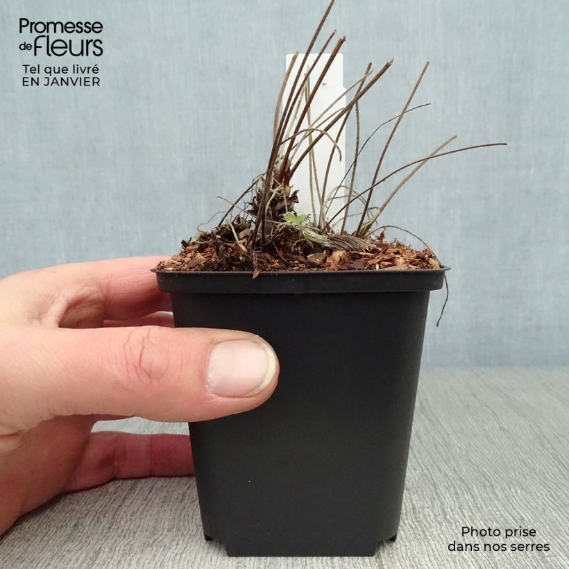 Exemplar von Potentilla Arc en Ciel - Gefülltes Fingerkraut Kleine Töpfe von 8/9 cm wie im Winter geliefert