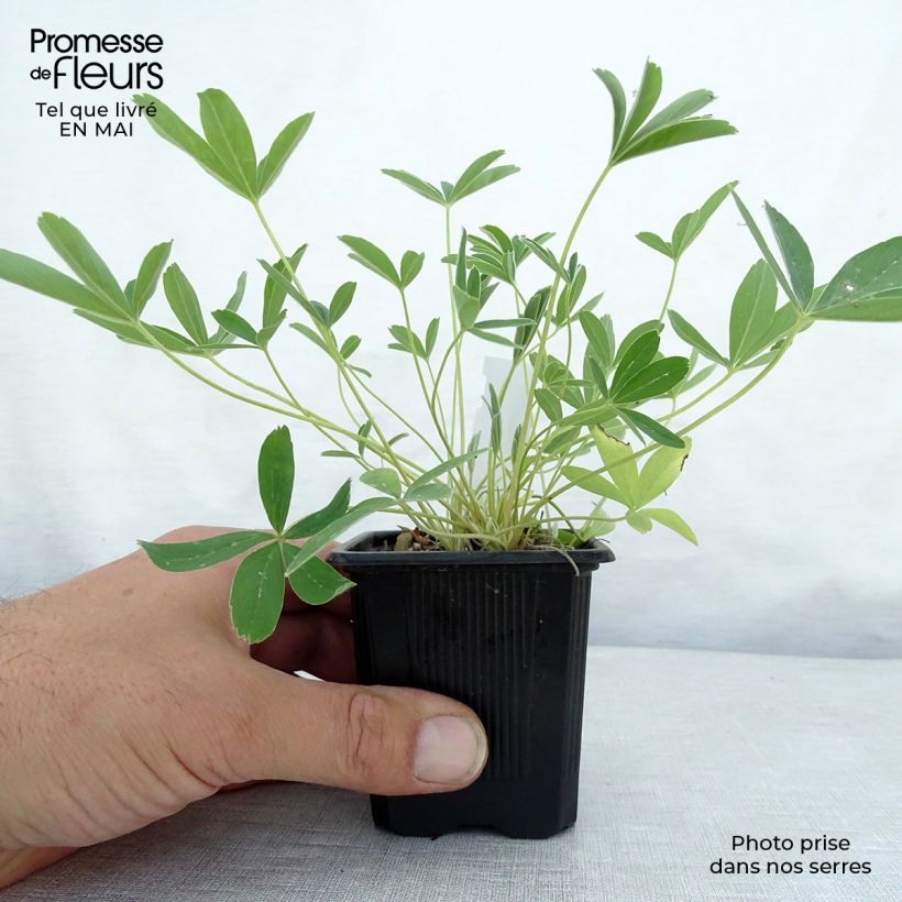 Exemplar von Weißes Fingerkraut - Potentilla alba Kleine Töpfe von 8/9 cm wie im Frühjahr geliefert