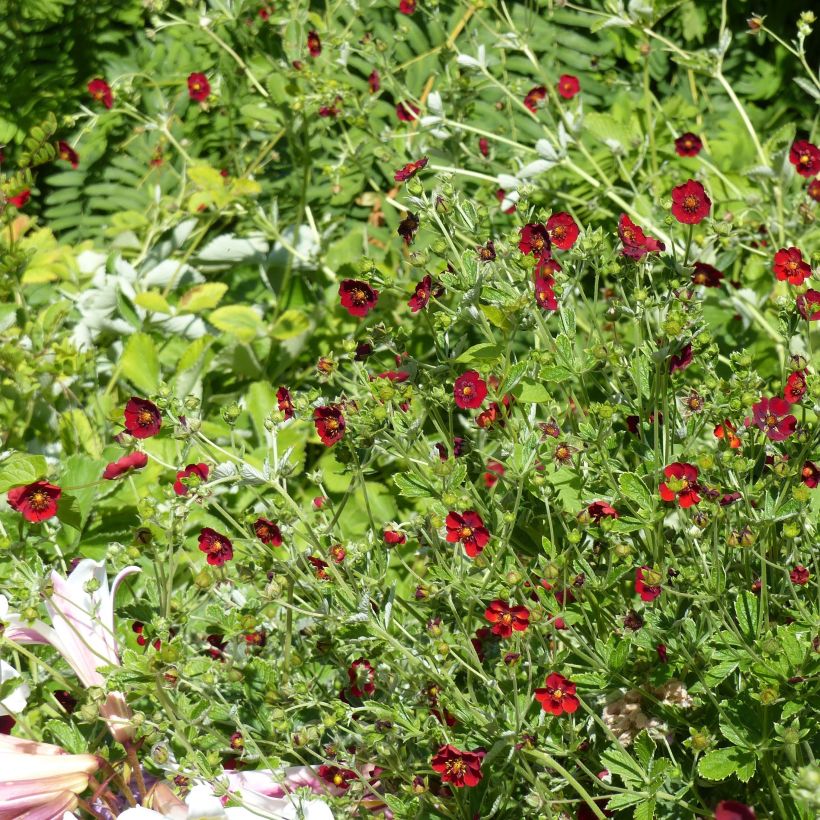 Blutrotes Fingerkraut - Potentilla atrosanguinea (Hafen)