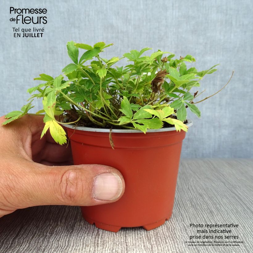 Exemplar von Gold-Fingerkraut - Potentilla aurea Kleine Töpfe von 8/9 cm wie im Sommer geliefert