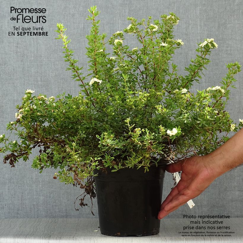 Exemplar von Fingerstrauch Double Punch Pastel - Potentilla fruticosa Topf mit 3L/4L wie im Herbst geliefert