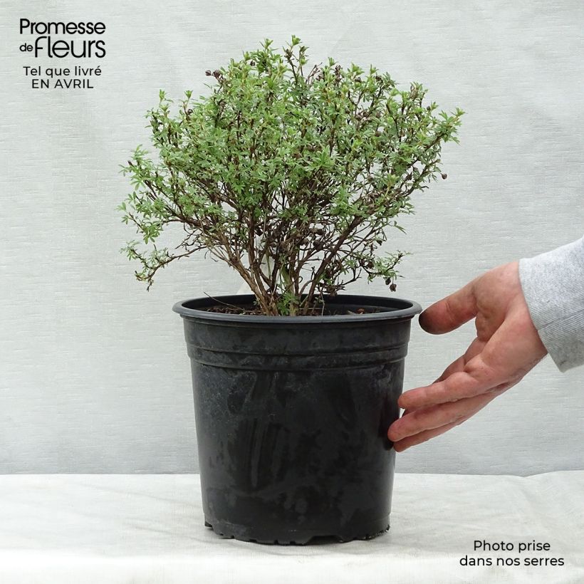 Exemplar von Fingerstrauch Bellissima - Potentilla fruticosa Topf mit 2L/3L wie im Frühjahr geliefert