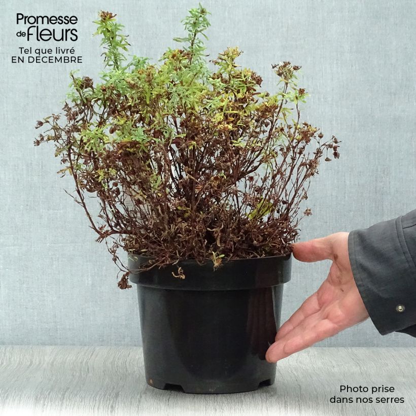 Exemplar von Fingerstrauch Bellissima - Potentilla fruticosa Topf mit 2L/3L wie im Winter geliefert
