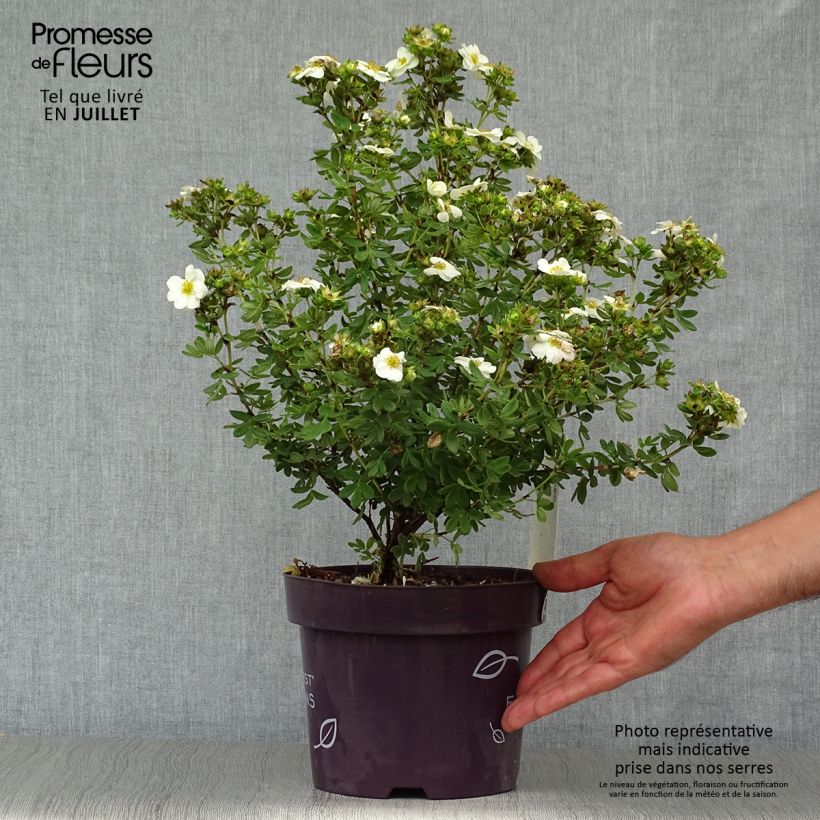 Exemplar von Fingerstrauch Creme brulée - Potentilla fruticosa Topf mit 2L/3L wie im Sommer geliefert