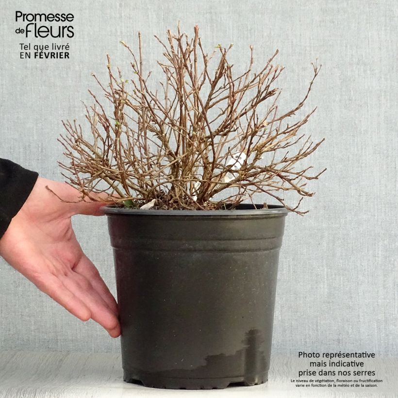 Exemplar von Fingerstrauch Double Punch Pastel - Potentilla fruticosa Topf mit 3L/4L wie im Winter geliefert