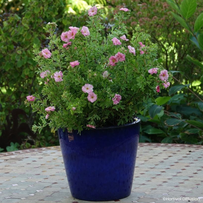 Fingerstrauch Double Punch Pink - Potentilla fruticosa  (Wuchs)
