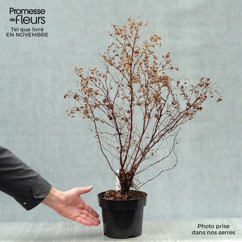Exemplar von Fingerstrauch Goldfinger - Potentilla fruticosa Topf mit 3L/4L wie im Herbst geliefert