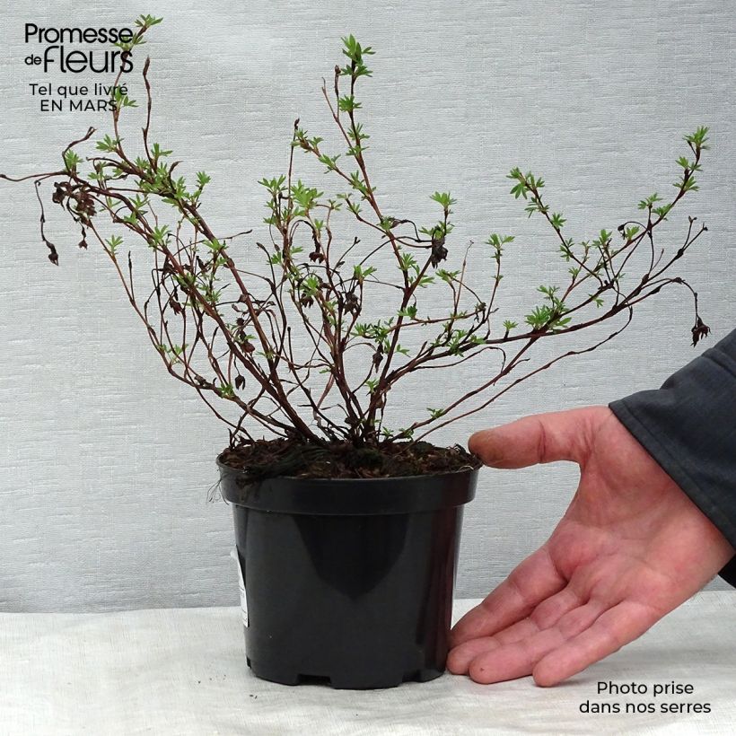 Exemplar von Fingerstrauch Goldfinger - Potentilla fruticosa Topf mit 1L/1,5L wie im Frühjahr geliefert