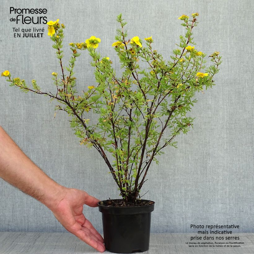 Exemplar von Fingerstrauch Goldfinger - Potentilla fruticosa Topf mit 1L/1,5L wie im Sommer geliefert