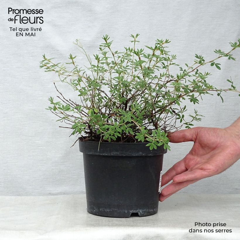 Exemplar von Fingerstrauch Goldteppich - Potentilla fruticosa Topf mit 1,5L/2L wie im Frühjahr geliefert