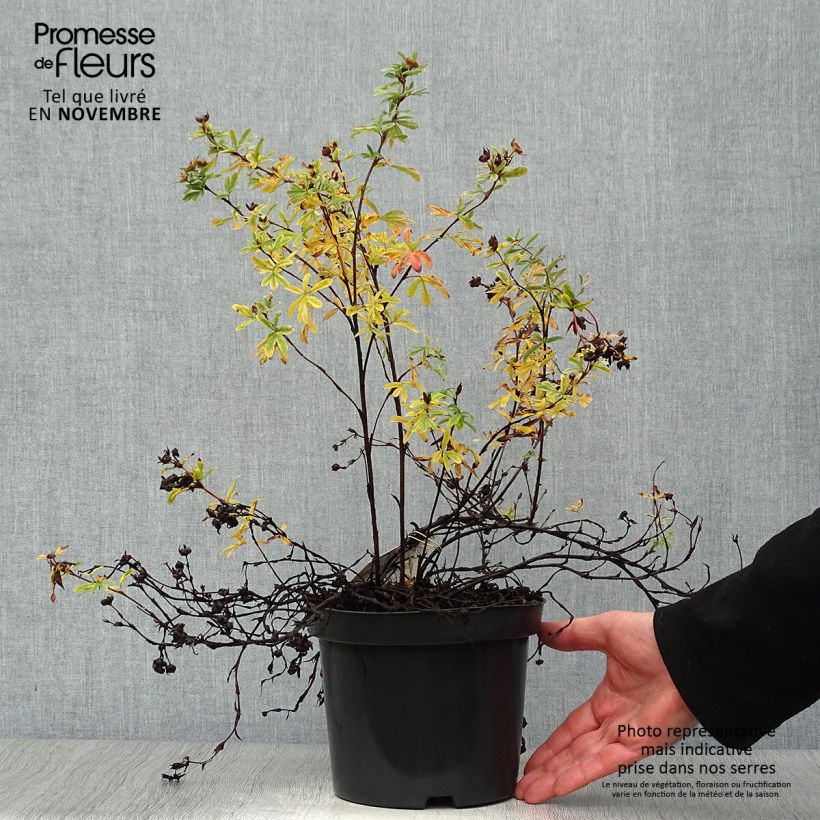 Exemplar von Fingerstrauch Goldteppich - Potentilla fruticosa Topf mit 1,5L/2L wie im Herbst geliefert