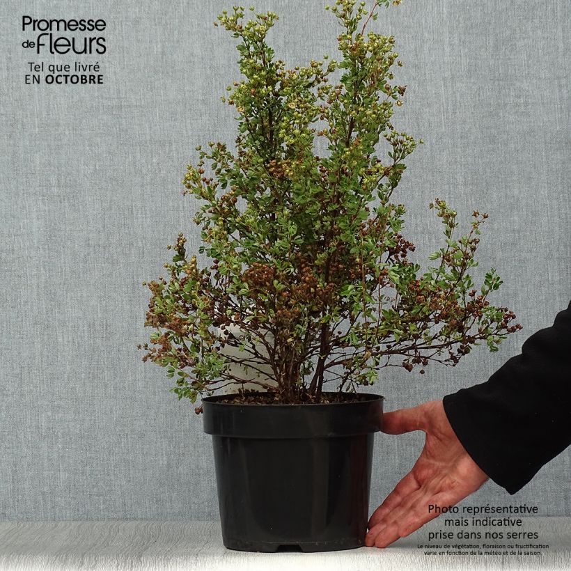 Exemplar von Fingerstrauch Lemon Meringue - Potentilla fruticosa Topf mit 2L/3L wie im Herbst geliefert