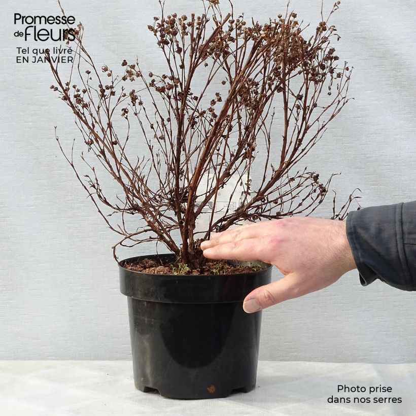 Exemplar von Fingerstrauch Lovely Pink - Potentilla fruticosa Topf mit 1,5L/2L wie im Winter geliefert