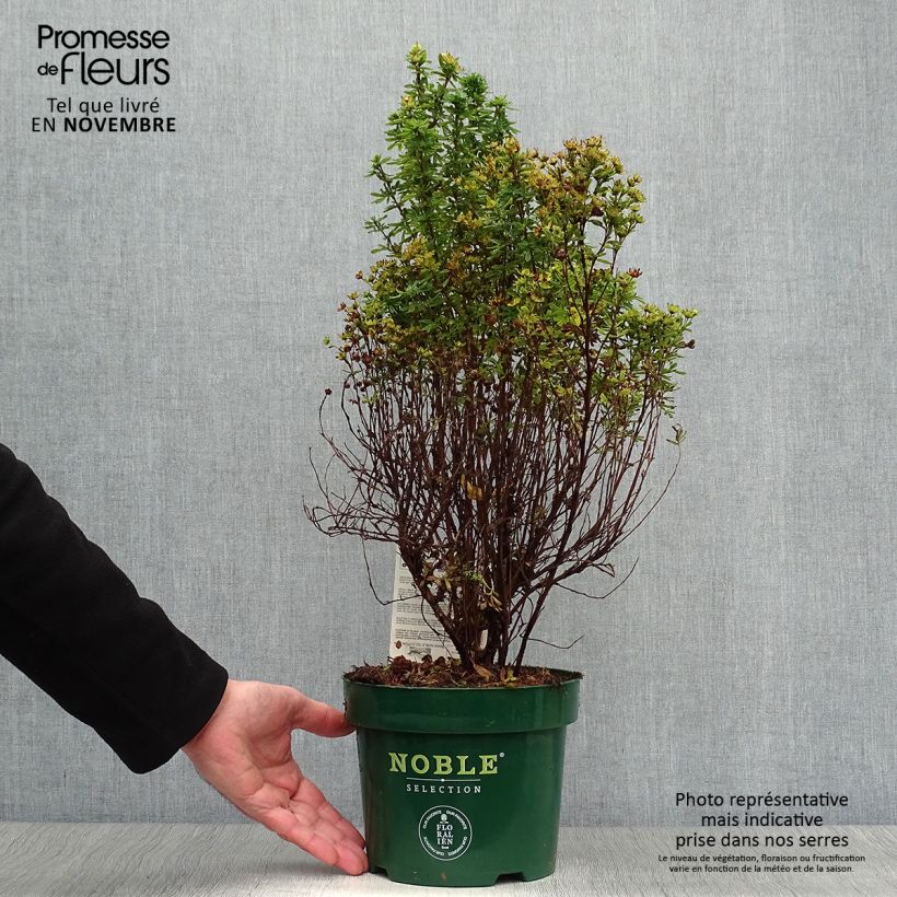 Exemplar von Fingerstrauch Mango Tango - Potentilla fruticosa Topf mit 2L/3L wie im Herbst geliefert