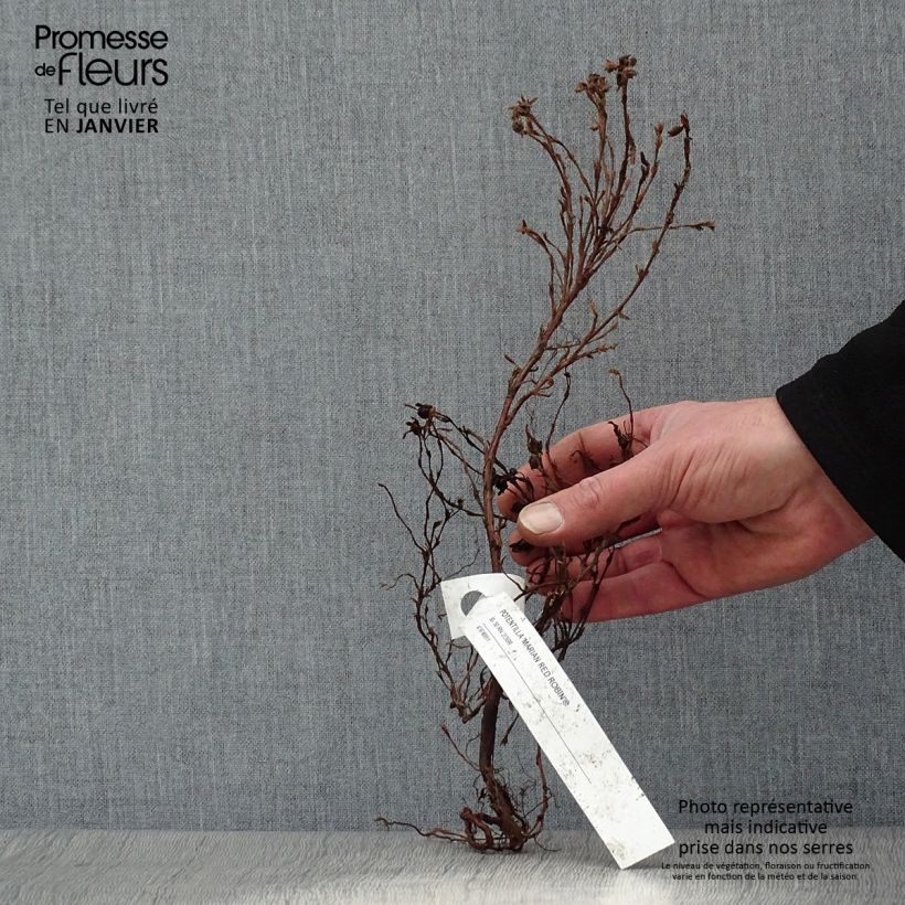 Exemplar von Fingerstrauch Marian Red Robin - Potentilla fruticosa Wurzelnackt wie im Winter geliefert