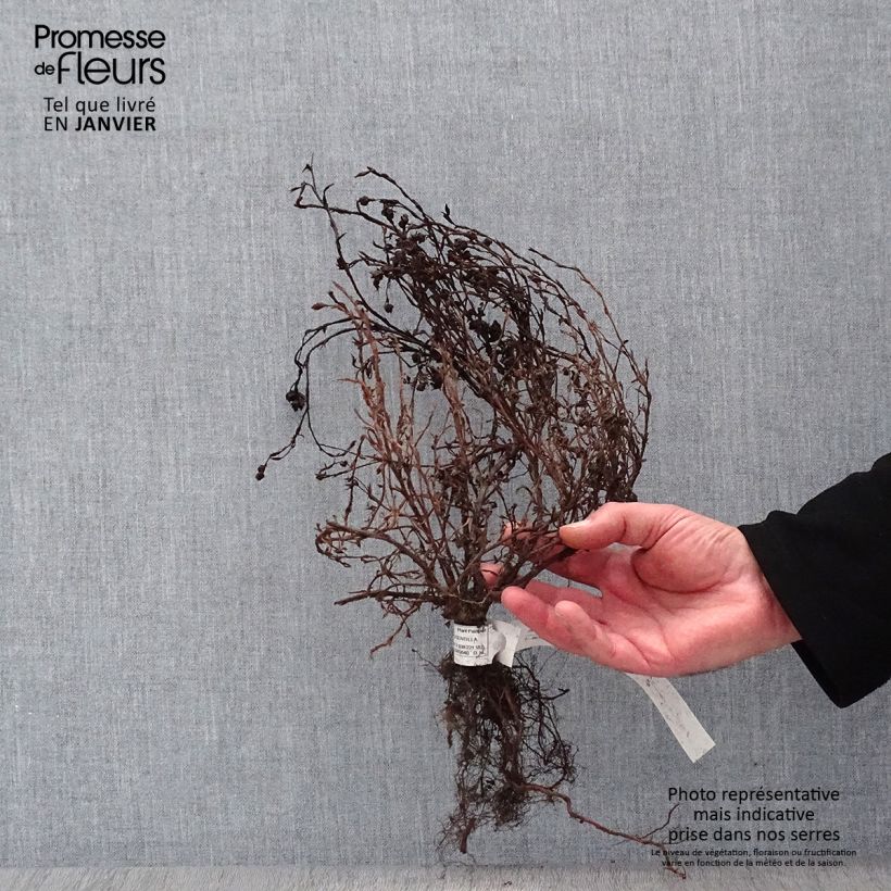 Exemplar von Fingerstrauch Red Ace - Potentilla fruticosa Wurzelnackt wie im Winter geliefert