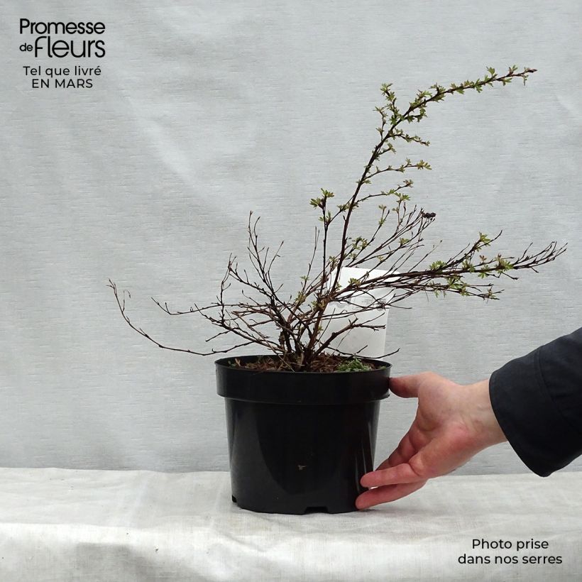 Exemplar von Fingerstrauch White Lady - Potentilla fruticosa Topf mit 3L/4L wie im Frühjahr geliefert