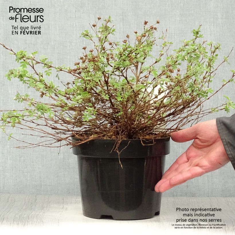Exemplar von Fingerstrauch White Lady - Potentilla fruticosa Topf mit 3L/4L wie im Winter geliefert
