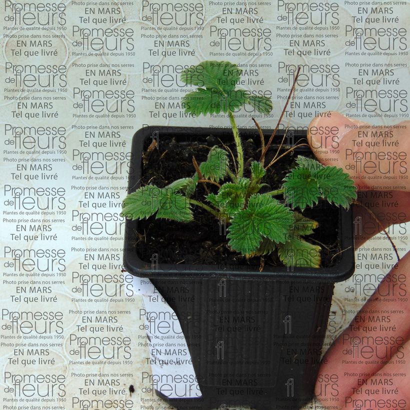 Beispiel eines Exemplars von Potentilla Flamenco - Fingerkraut Box wie geliefert
