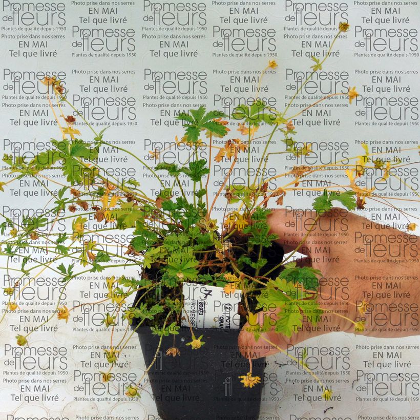 Beispiel eines Exemplars von Potentilla Orange - Oranges Fingerkraut Kleine Töpfe von 8/9 cm wie geliefert