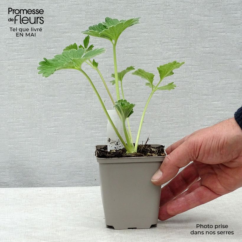 Exemplar von Potentilla megalantha - Großblütiges Fingerkraut Kleine Töpfe von 8/9 cm wie im Frühjahr geliefert