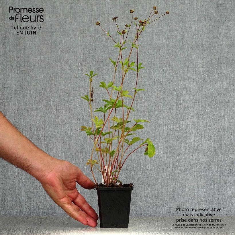 Exemplar von Potentilla nepalensis Miss Willmot - Nepal-Fingerkraut Kleine Töpfe von 8/9 cm wie im Sommer geliefert