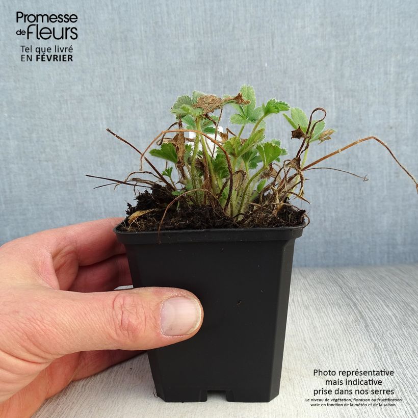 Exemplar von Potentilla nepalensis Miss Willmot - Nepal-Fingerkraut Kleine Töpfe von 8/9 cm wie im Winter geliefert