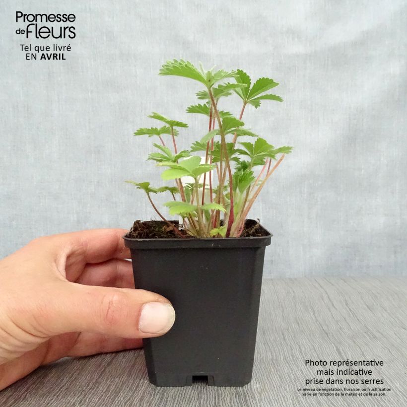 Exemplar von Potentilla nepalensis Miss Willmot - Nepal-Fingerkraut Kleine Töpfe von 8/9 cm wie im Frühjahr geliefert