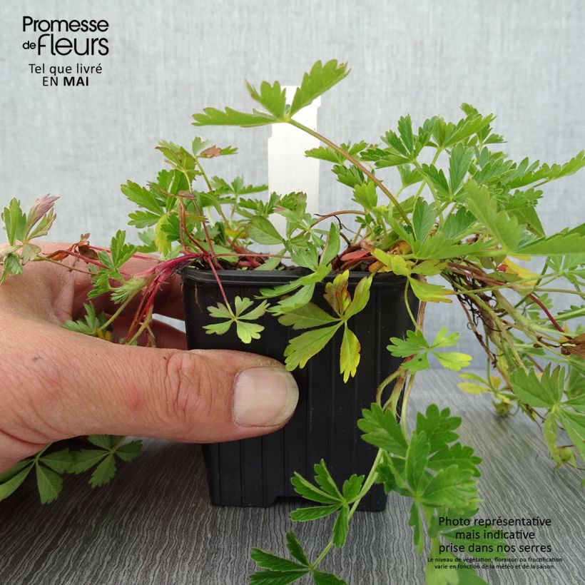 Exemplar von Potentilla verna - Frühlings-Fingerkraut Kleine Töpfe von 8/9 cm wie im Frühjahr geliefert