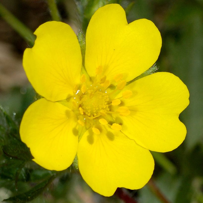Potentilla verna - Frühlings-Fingerkraut (Blüte)