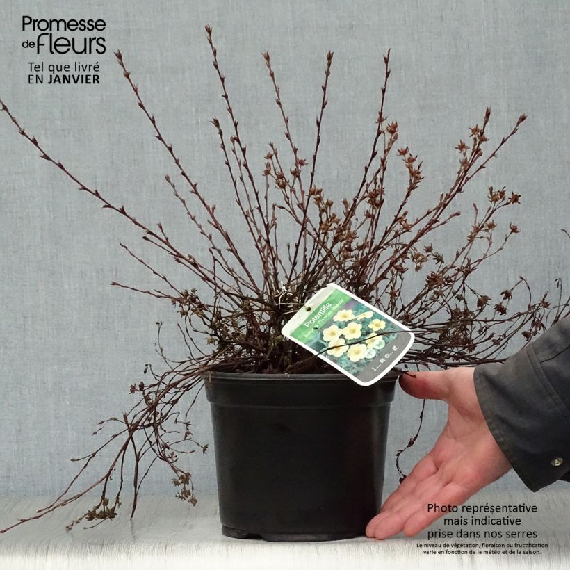 Exemplar von Fingerstrauch Primrose Beauty - Potentilla fruticosa Topf mit 2L/3L wie im Winter geliefert