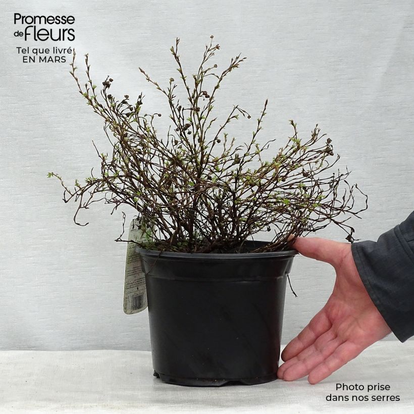 Exemplar von Fingerstrauch Princess Pink Queen - Potentilla fruticosa Topf mit 2L/3L wie im Frühjahr geliefert