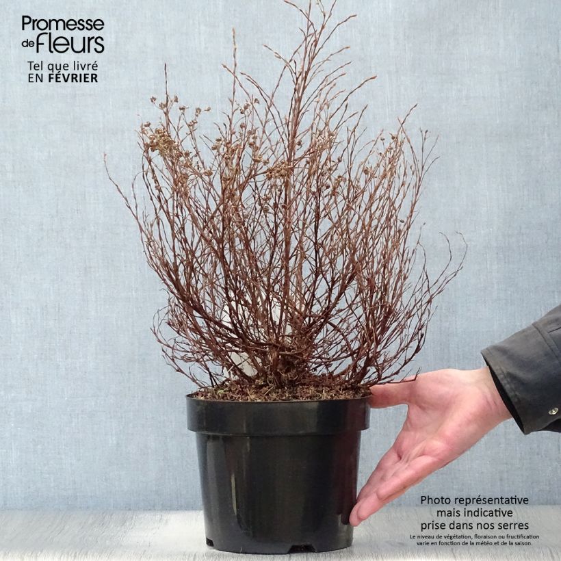 Exemplar von Fingerstrauch Hopley's Orange - Potentilla fruticosa Topf mit 3L/4L wie im Winter geliefert