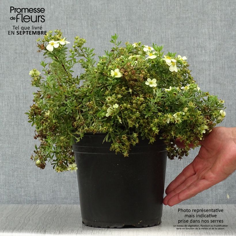 Exemplar von Fingerstrauch Creamissima - Potentilla fruticosa Topf mit 4L/5L wie im Herbst geliefert