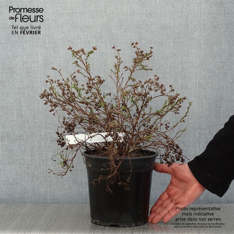 Exemplar von Fingerstrauch Creamissima - Potentilla fruticosa Topf mit 4L/5L wie im Winter geliefert