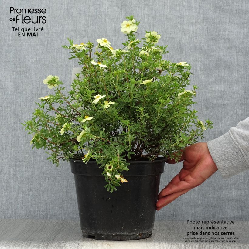 Exemplar von Fingerstrauch Creamissima - Potentilla fruticosa Topf mit 4L/5L wie im Frühjahr geliefert