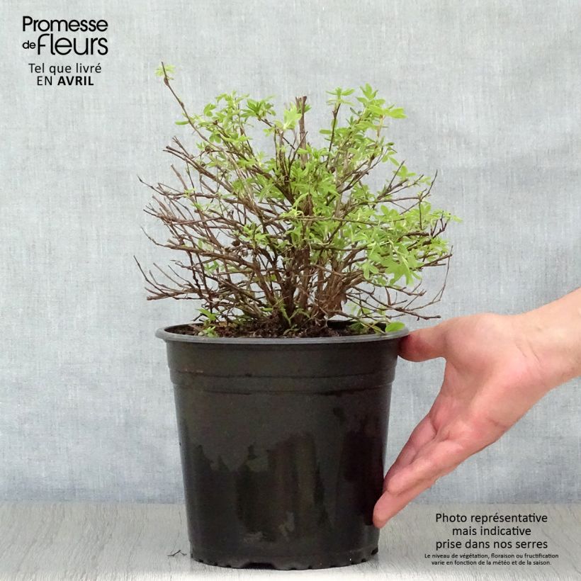 Exemplar von Fingerstrauch Double Punch Cream - Potentilla fruticosa Topf mit 3L/4L wie im Frühjahr geliefert