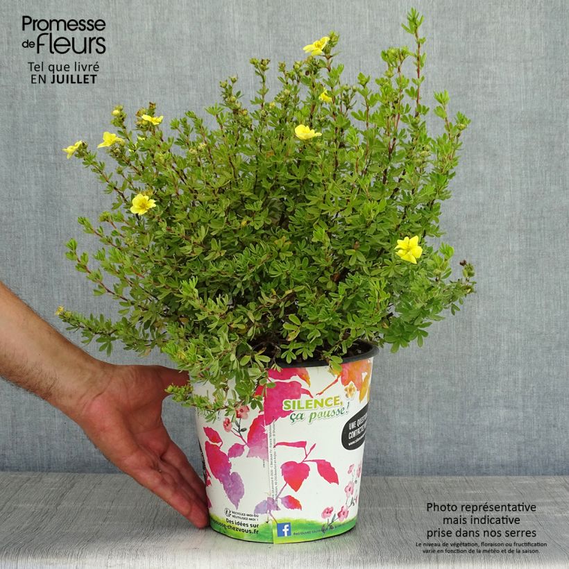 Exemplar von Fingerstrauch Double Punch Gold - Potentilla fruticosa Topf mit 2L/3L wie im Sommer geliefert