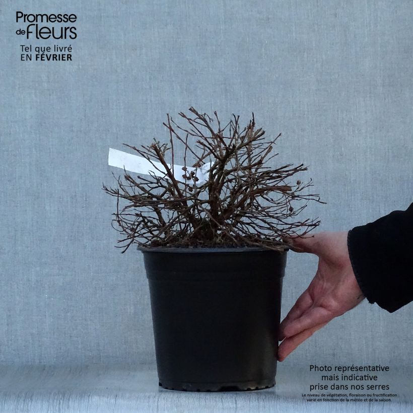 Exemplar von Fingerstrauch Double Punch Gold - Potentilla fruticosa Topf mit 3L/4L wie im Winter geliefert